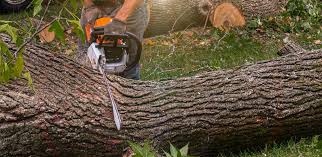 Leaf Removal in Cape Neddick, ME